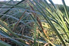 Carex aematorrhyncha