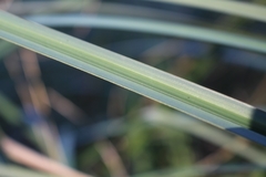 Carex aematorrhyncha