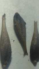 Carex aematorrhyncha