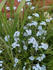 Myosotis sylvatica