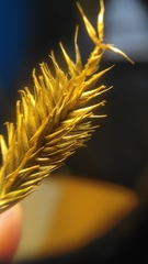 Carex aematorrhyncha