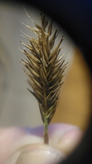 Carex aematorrhyncha