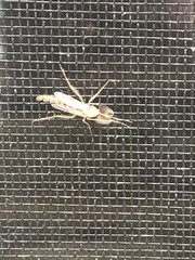 Chironomus plumosus