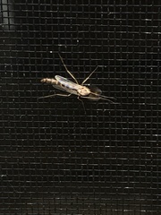 Chironomus plumosus