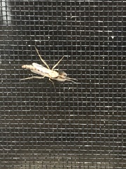 Chironomus plumosus