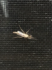 Chironomus plumosus