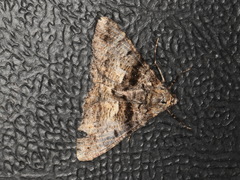 Gastrinodes argoplaca