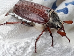 Melolontha melolontha