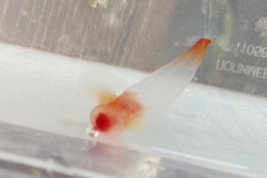 Clione limacina