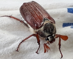 Melolontha melolontha