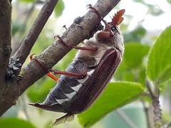 Melolontha melolontha