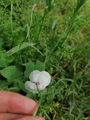 Papaver dubium