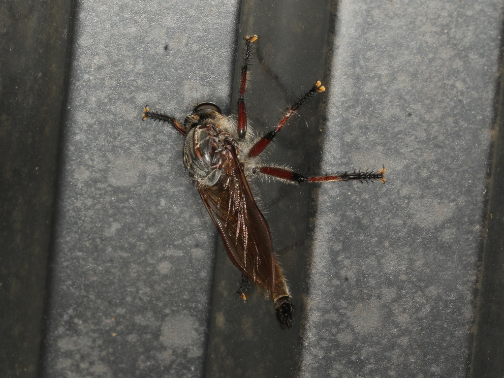 Neoaratus hercules