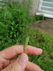 Papaver dubium