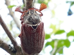 Melolontha melolontha
