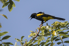 Icterus dominicensis
