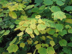 Acer tegmentosum
