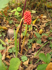 Arisaema amurense