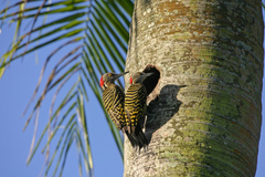 Melanerpes striatus