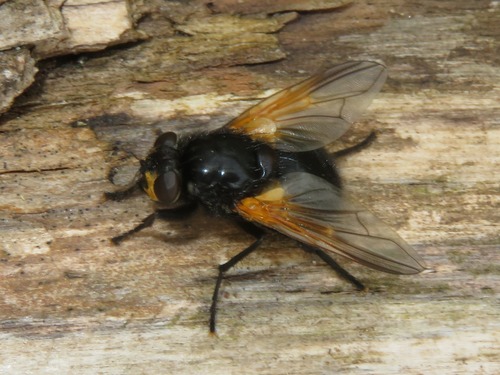 Noon Fly, Leidschendam, Nederland, photo 8 of 10
