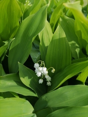 Convallaria majalis