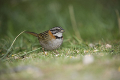 Zonotrichia capensis antillarum