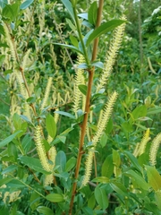 Salix triandra