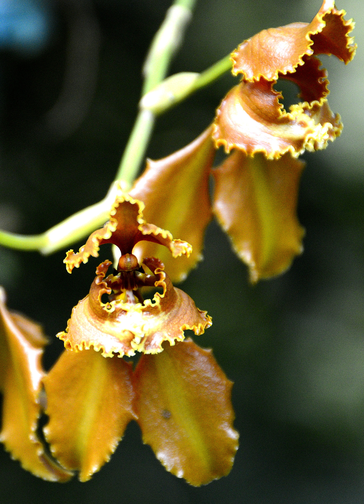 Cyrtochilum annulare (Rchb.f.) Kraenzl. 2