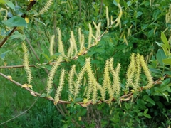 Salix triandra