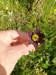 Pulsatilla rubra