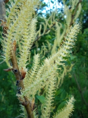 Salix triandra