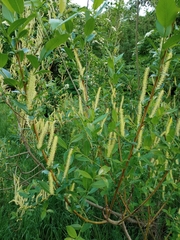 Salix triandra