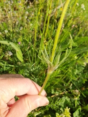 Pulsatilla rubra
