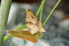 Clepsis consimilana