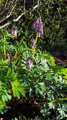Dicentra formosa