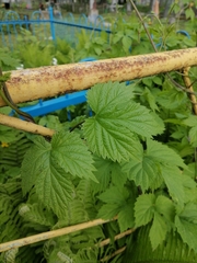 Humulus lupulus