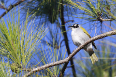 Phaenicophilus palmarum