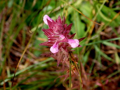 Orthocarpus bracteosus