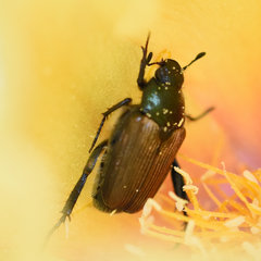 Strigoderma arbicola