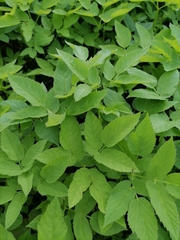 Aegopodium podagraria