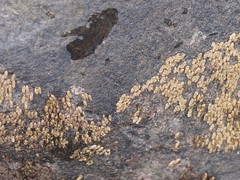 Notoaeschna sagittata