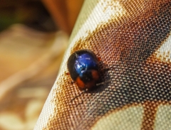 Phaedon semimarginatus