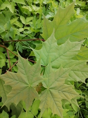 Acer platanoides