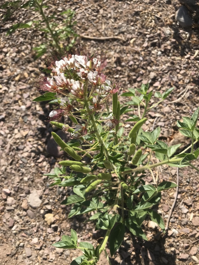 redwhisker clammyweed from Fletcher Heights, Peoria, AZ, US on May 19
