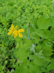 Chelidonium majus