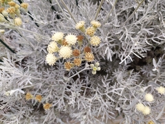 Asteroideae