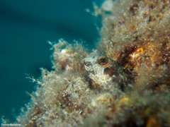 Parablennius goreensis