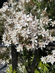 Choisya ×dewitteana