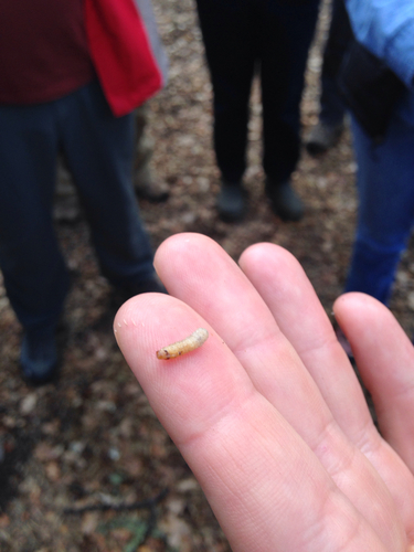 iNaturalist observation photo of Winged and Once-winged Insects