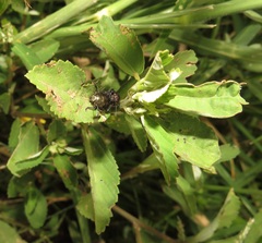 Sida alba